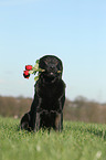 Labrador Retriever mit Rosen