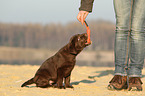 Labrador Retriever Welpe