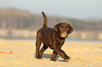 Labrador Retriever Welpe