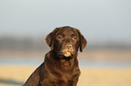 Labrador Retriever Welpe