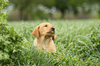 Labrador Retriever Welpe