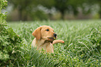 Labrador Retriever Welpe