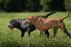 2 Labrador Retriever