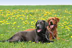 2 Labrador Retriever