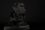 liegender Labrador Retriever