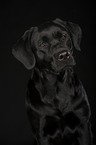 Labrador Retriever Portrait