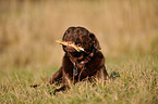 knabbernder Labrador Retriever