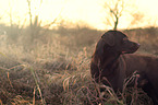 Labrador Retriever Portrait