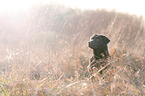 Labrador Retriever Portrait