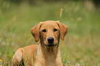 junger Labrador Retriever
