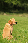 junger Labrador Retriever