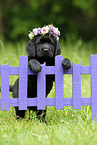 Labrador Retriever Welpe