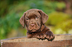 Labrador Retriever Welpe