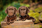 Labrador Retriever Welpen