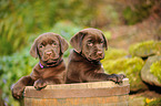 Labrador Retriever Welpen