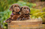 Labrador Retriever Welpen