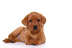 Labrador Retriever Welpe