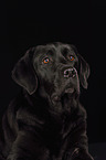 Labrador Retriever Portrait