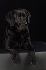 liegender Labrador Retriever