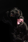 Labrador Retriever Portrait