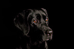 Labrador Retriever Portrait