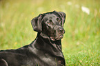 junger Labrador Retriever