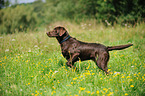 junger Labrador Retriever