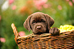 Labrador Retriever Welpe