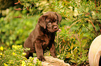 Labrador Retriever Welpe