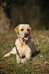 liegender Labrador Retriever