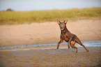 rennender Labrador Retriever