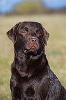 Labrador Retriever Portrait