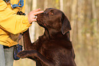 Labrador Retriever bekommt Leckerli