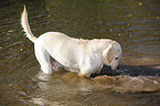 Labrador Retriever im Wasser