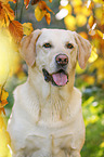 Labrador Retriever Portrait