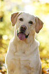 Labrador Retriever Portrait