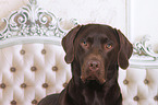 Labrador Retriever Portrait