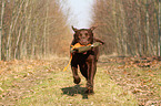 Labrador Retriever apportiert Dummy