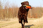 Labrador Retriever apportiert Dummy