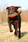 Labrador Retriever apportiert Dummy