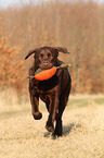 Labrador Retriever apportiert Dummy