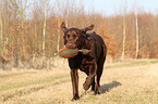 Labrador Retriever apportiert Dummy