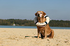 sitzender Labrador Retriever