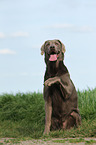 Labrador Retriever gibt Pftchen