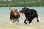 2 Labrador Retriever