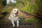 liegender Labrador Retriever