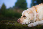 liegender Labrador Retriever