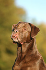 Labrador Retriever Portrait