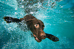 schwimmender Labrador Retriever