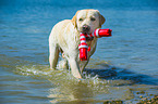 spielender Labrador Retriever